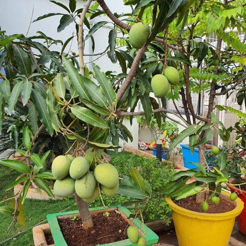 Katimon Mango