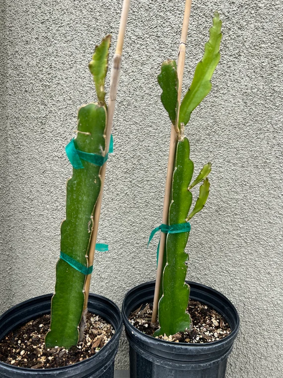 Dragon Fruit