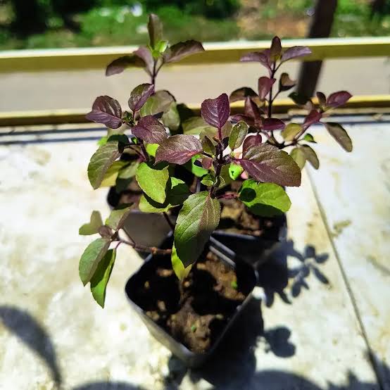 Tulsi Plant