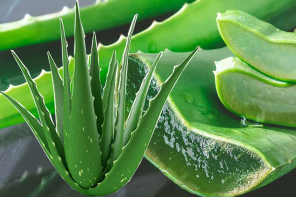 Aloe Vera
