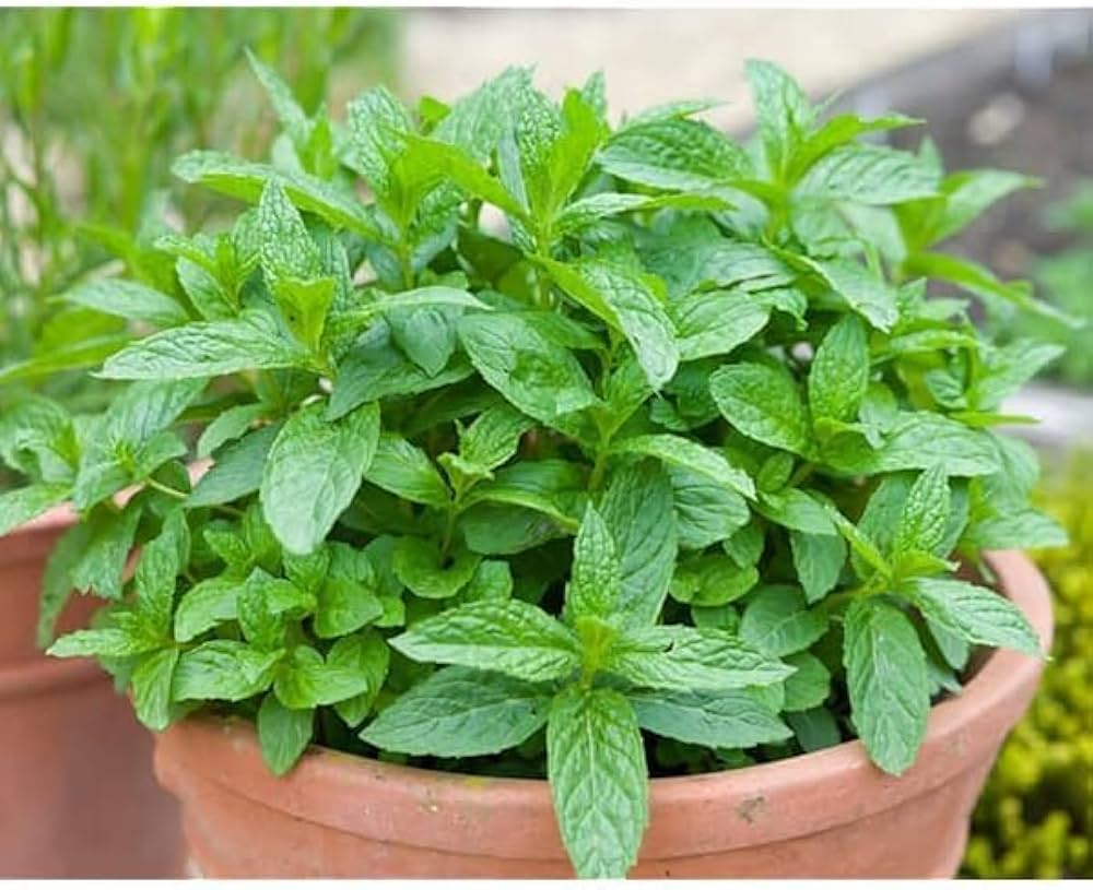 Mint Plant