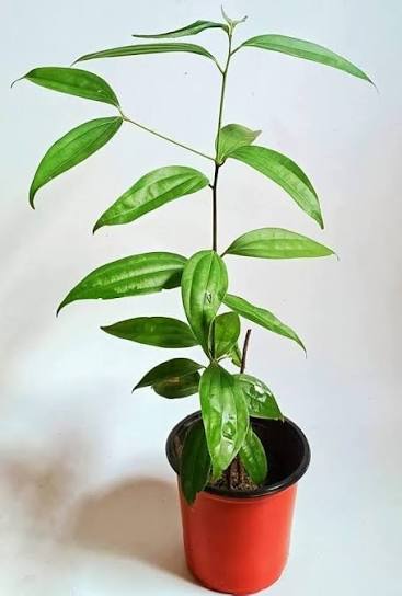 Bay Leaf