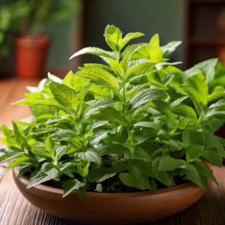Stevia Plant