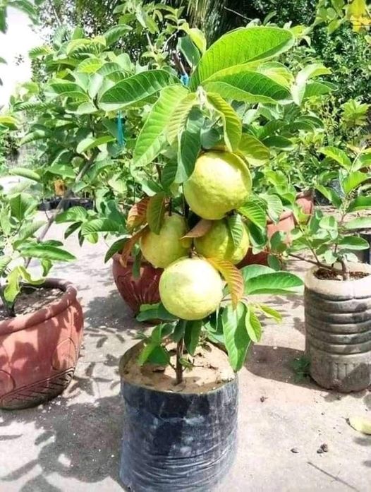 Guava Tree