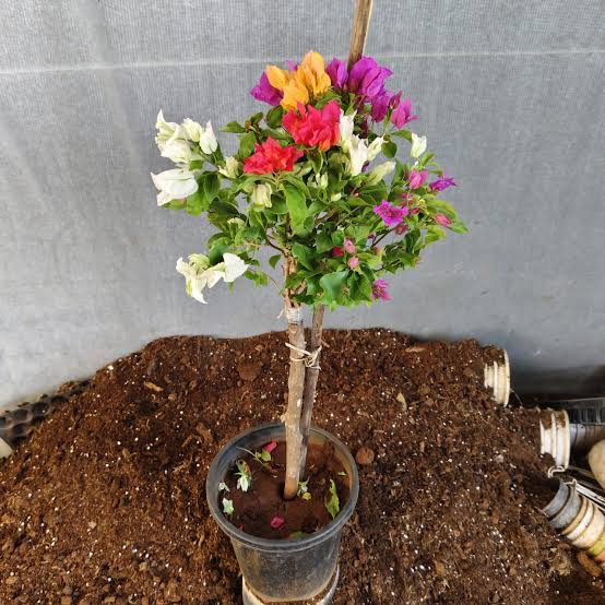 Bougainvillea