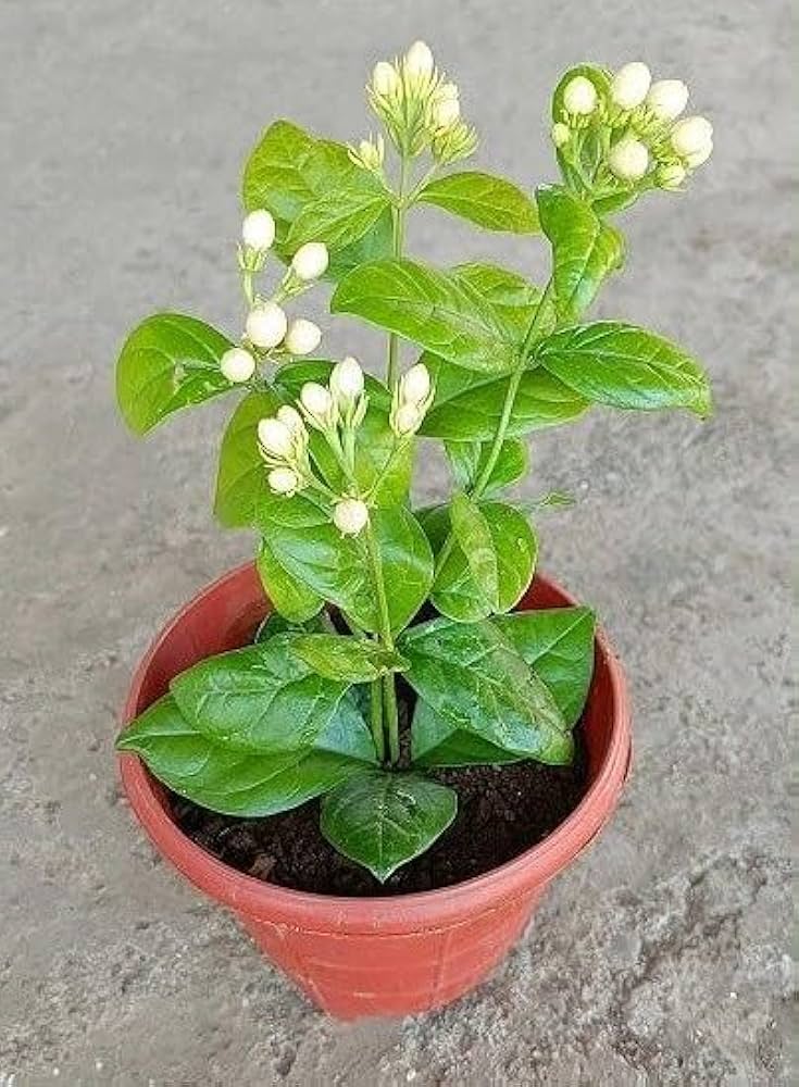 Jasmine