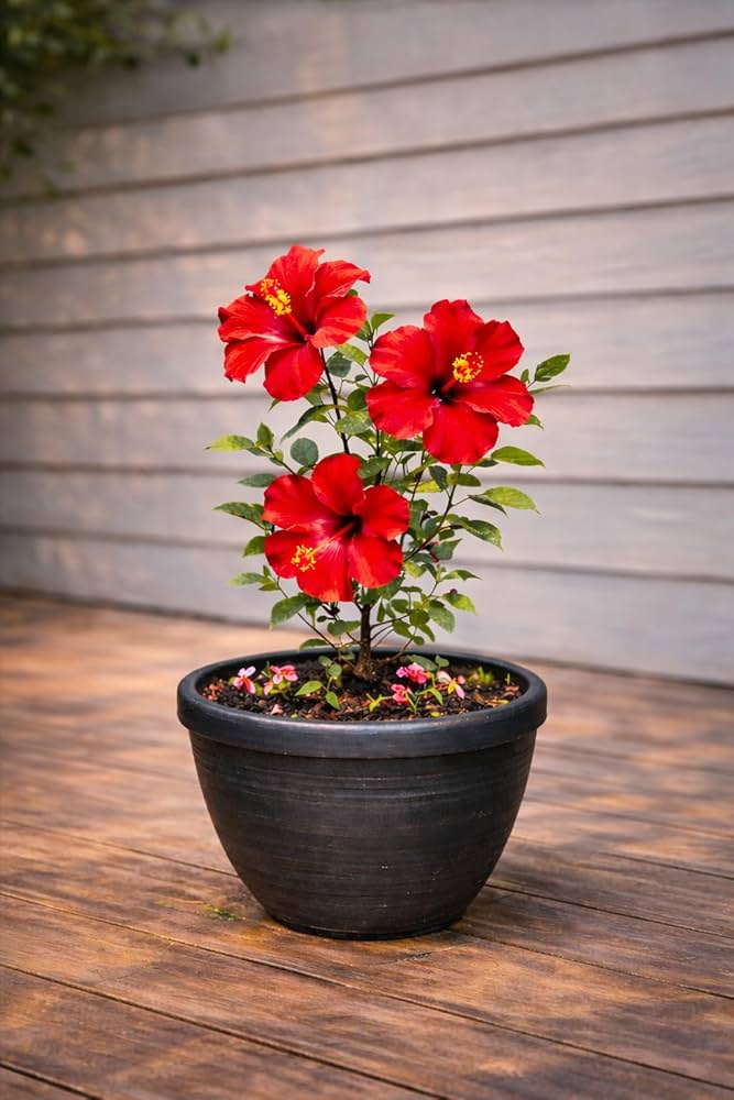 Hibiscus