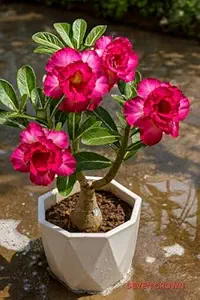 Adenium