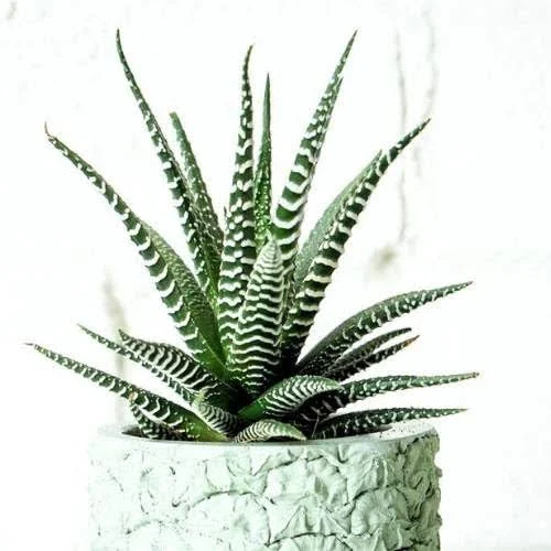 Zebra Haworthia