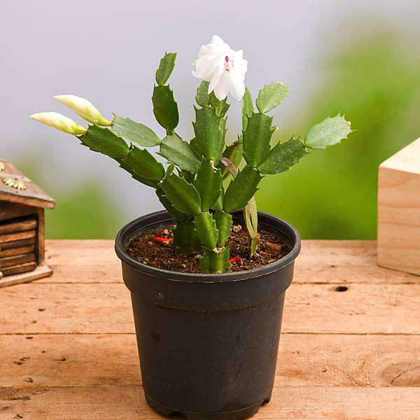 Christmas Cactus