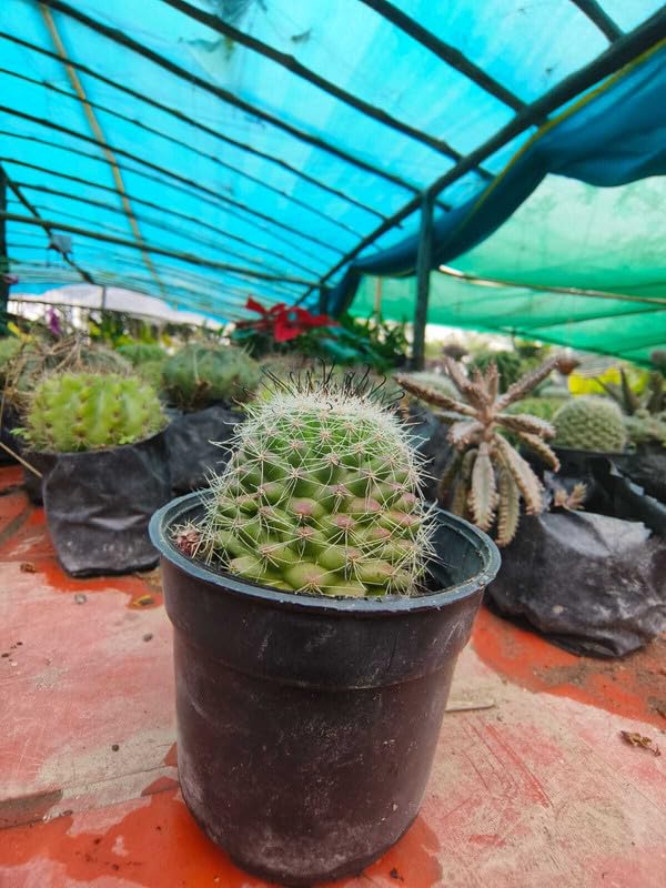 Golden Barrel Cactus