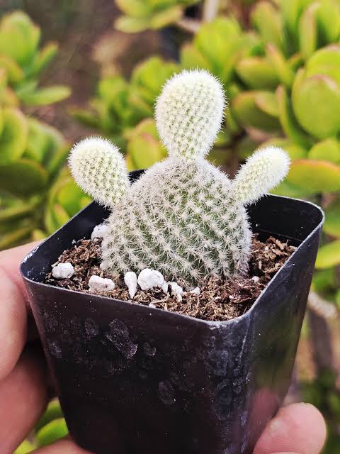 Bunny Ear Cactus